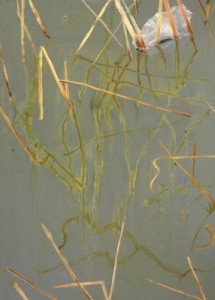 riet riet