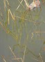 riet Kunstwerk riet
