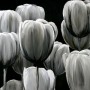 MOONLIGHT SHADOWS I Kunstwerk MOONLIGHT SHADOWS I