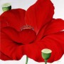 RED POPPIE ON WHITE Kunstwerk RED POPPIE ON WHITE