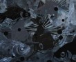 Fish Mix Kunstwerk Fish Mix