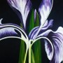Iris Kunstwerk Iris