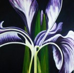 Iris Iris