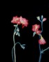 flowers1 Kunstwerk flowers1