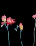 flowers2 flowers2