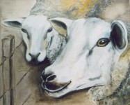TWEE SLOME SCHAPEN TWEE SLOME SCHAPEN