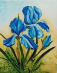 BLAUWE IRISSEN BLAUWE IRISSEN