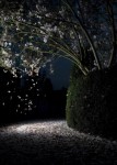 'Butterfly tree' 'Butterfly tree'
