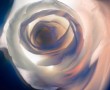 Rose 1 Kunstwerk Rose 1