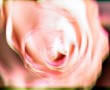 Rose 2 Kunstwerk Rose 2