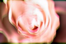 Rose 2 Rose 2