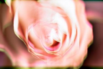 Rose 2 Rose 2