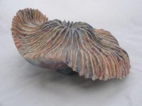 paddestoel paddestoel