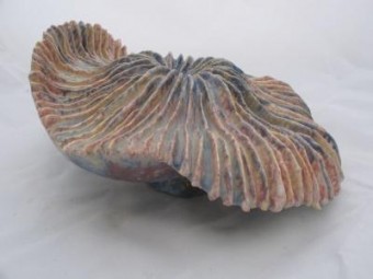 paddestoel paddestoel