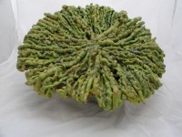 groen en plat groen en plat