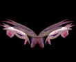 winged seastar Kunstwerk winged seastar