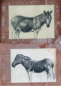 quagga quagga