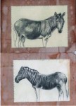 quagga quagga