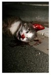 Dode Kat Dode Kat