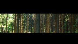 Bomen Bomen