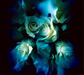 witte rozen witte rozen