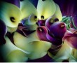 calla`s Kunstwerk calla`s