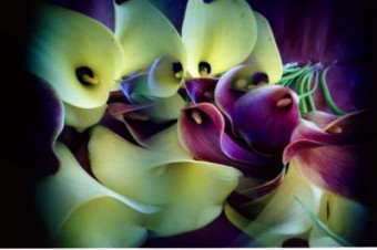 calla`s calla`s