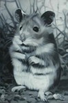 Hamster Hamster