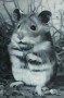 Hamster Kunstwerk Hamster