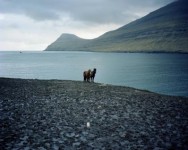 Faroer Eilanden 3 Paarden