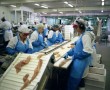 Faroer Eilanden 6 Visfileren Kunstwerk Faroer Eilanden 6 Visfileren