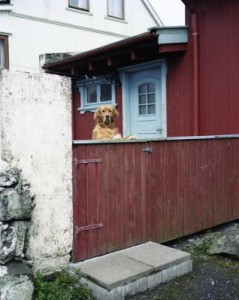 Faroer Eilanden 14 Hond