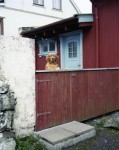 Faroer Eilanden 14 Hond Faroer Eilanden 14 Hond