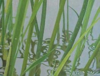 Riet Riet