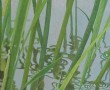 Riet Kunstwerk Riet