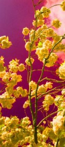 Longing for Spring 3 Longing for Spring 3