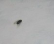 Bzzz Kunstwerk Bzzz