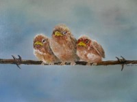 musjes op prikkeldraad musjes op prikkeldraad
