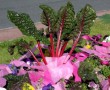 Bataille des Fleurs Kunstwerk Bataille des Fleurs