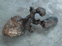 Crawling Poodle /  Kruipende Poedel Crawling Poodle /  Kruipende Poedel