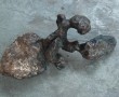 Crawling Poodle /  Kruipende Poedel Kunstwerk Crawling Poodle /  Kruipende Poedel