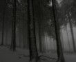Into the woods #2 Kunstwerk Into the woods #2