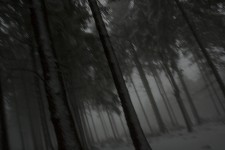 Into the woods #3 Into the woods #3