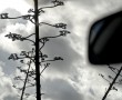 Rear View Mirror Kunstwerk Rear View Mirror