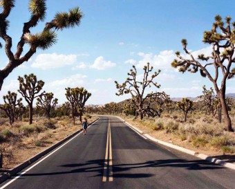 Joshua Tree Joshua Tree