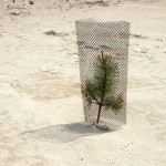 JESgevangenBoompje JESgevangenBoompje