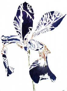Iris  Iris