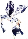 Iris  Iris
