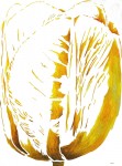 De tulp De tulp