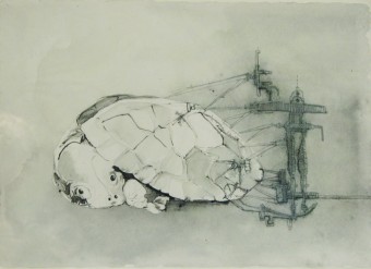 schildpad ingemeten schildpad ingemeten
